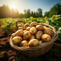 ai gerado cesta cheio do recentemente colhido batatas dentro uma verão campo para social meios de comunicação postar Tamanho foto