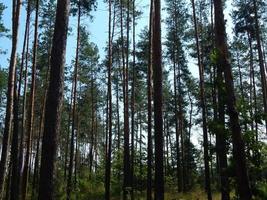 árvores da paisagem da floresta papel de parede da árvore foto