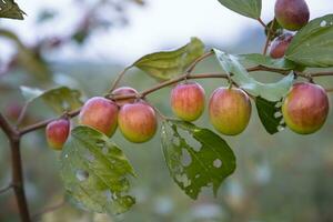 frutas jujuba vermelhas ou maçã kul boroi em um galho no jardim. profundidade superficial de campo foto