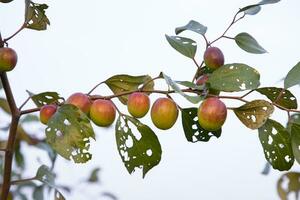 frutas jujuba vermelhas ou maçã kul boroi em um galho no jardim. profundidade superficial de campo foto