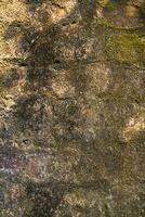 líquen fungos verde musgo textura abstrato fundo concreto muro. oxidado, sujo, corajoso vintage fundo foto