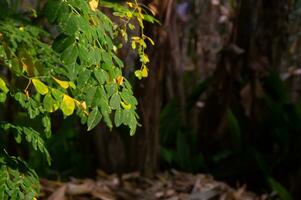 fechar acima do moringa folhas em uma árvore este estão verde e fresco foto