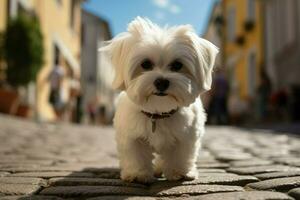 ai gerado fofa maltês cachorro poses em uma pitoresco calçada portuguesa rua foto