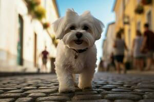 ai gerado adorável pequeno maltês cachorro em pé em uma pitoresco calçada portuguesa rua foto