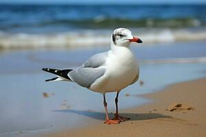 ai gerado Preto encabeçado gaivota graças praia, mar, e areia dentro costeiro elegância foto