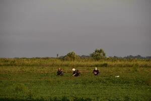 trabalhadores em a plantação manualmente puxar Fora a ervas daninhas. trabalhadores dentro a campo trabalhando foto