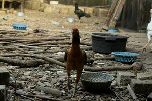 Preto galinha em pé frente do galo e olhando para Comida em casa quintal. foto
