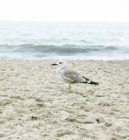 gaivotas em pé em a de praia contra a fundo do a frio mar. nublado clima foto