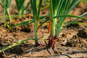 cebola crescendo dentro a campo, fechar-se do verde cebola plantas foto