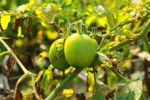 verde tomates crescendo em uma ramo dentro a jardim. fechar acima. foto