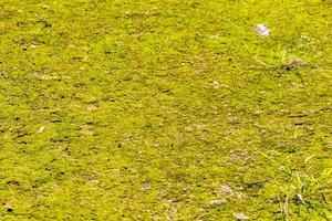 verde musgo Relva gramado árvore raiz em terra coba México. foto