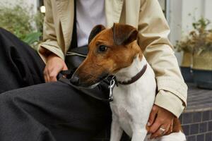 fechar acima do agradável adorável animal cachorro procriar jack russell terrier, senta perto dele proprietário que abraços ele com 1 mão, sente feliz, colocar em dele trela e colarinho . ao ar livre foto, sobre rua fundo foto