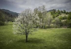 natureza na primavera em mokra gora na sérvia foto