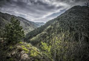 natureza na primavera em mokra gora na sérvia foto