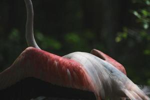 flamingo no zoológico. foto