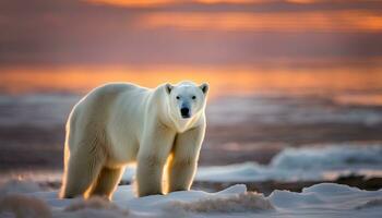 ai gerado uma polar Urso em pé em a gelo às pôr do sol foto