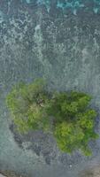 aéreo Visão do uma mangue árvore em a de praia foto