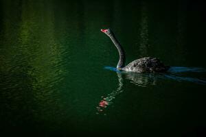 Preto cisnes jogar dentro a água dentro pontada oung lago. mae hong filho província norte tailândia. foto