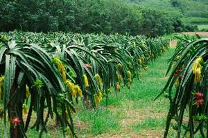 Dragão fruta árvores dentro uma jardim esperando para estar colhido em agricultor Fazenda dentro Ásia Dragão fruta jardim dentro Tailândia natural ao ar livre Pomar. foto