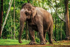 ásia elefante às a jardim zoológico dentro Chiang mai dentro norte tailândia. foto