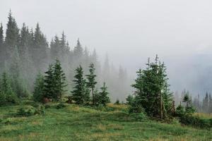 paisagem enevoada das montanhas dos Cárpatos com floresta de abetos e as copas das árvores saindo da névoa