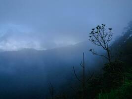 manhã névoa dentro a vale, enevoado floresta, natureza visualizar, papel de parede foto