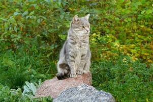 uma fofa cinzento gato senta em uma ampla Rocha entre a plantas foto