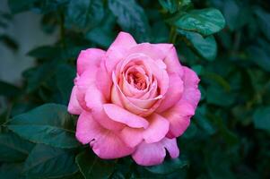 Rosa rosa fechar-se dentro verão dentro a jardim. lindo floral fundo. dia dos namorados dia e feriados. amor e ternura foto