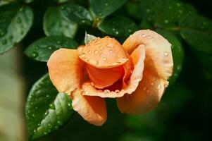 amarelo rosa com pingos de chuva dentro a jardim. ensolarado verão dia depois de chuva. foto