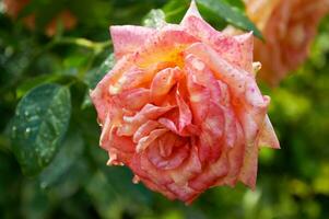 Rosa rosa com pingos de chuva dentro a jardim. ensolarado verão dia depois de chuva. foto