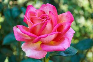 Rosa rosa fechar-se dentro verão dentro a jardim. lindo floral fundo. dia dos namorados dia e feriados. amor e ternura foto