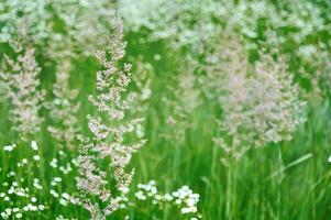 campo Relva e flores dentro retroiluminação. natureza e floral botânica foto