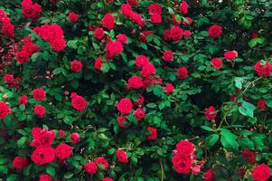 ampla arbusto com muitos vermelho rosas fechar-se. lindo floral fundo. foto