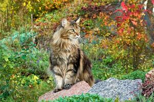 lindo maine coon gato sentado em uma grande pedra entre plantas foto