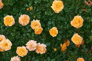 arbusto do amarelo rosas dentro a jardim. beleza e ternura. natureza foto