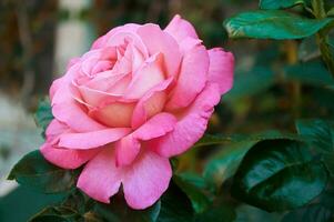 Rosa rosa fechar-se dentro verão dentro a jardim. lindo floral fundo. dia dos namorados dia e feriados. amor e ternura foto