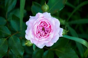 Rosa rosa fechar-se dentro verão dentro a jardim. lindo floral fundo. dia dos namorados dia e feriados. amor e ternura foto