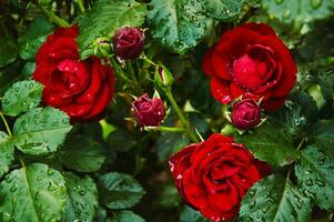 vermelho rosas com pingos de chuva dentro a jardim. ensolarado verão dia depois de chuva. foto