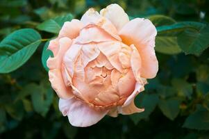 Rosa rosa fechar-se dentro verão dentro a jardim. lindo floral fundo. dia dos namorados dia e feriados. amor e ternura foto