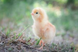 uma frango bebê dentro a jardim foto