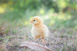 uma frango bebê dentro a jardim foto