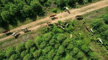 vista aérea de um rebanho de vacas andando em uma estrada de terra em um pasto rural pela manhã. bela área verde de fazendas ou plantações de eucalipto com rebanhos na estação chuvosa do norte da tailândia. foto