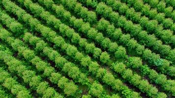 vista aérea de belas paisagens de áreas agrícolas ou de cultivo em países tropicais. plantação de eucalipto na tailândia. fundo de paisagem natural. foto