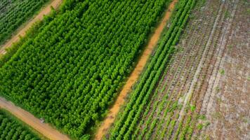vista aérea de uma estrada de terra que corta os belos espaços verdes das plantações rurais de eucalipto. vista superior da floresta de eucalipto na tailândia. fundo de paisagem natural. foto