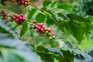 arbustos de café amadurecem nas montanhas da tailândia, prontos para serem colhidos com cerejas de café verdes e vermelhas. grãos de café arábica amadurecendo na árvore na plantação de café orgânico. foto