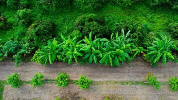 topo Visão do cultivo árvores e plantação dentro ao ar livre berçário. aéreo Visão do banana plantação dentro rural tailândia. cultivo negócios. natural panorama fundo. foto