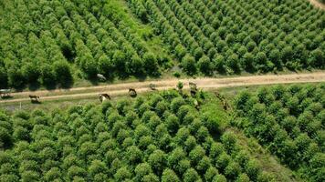 vista aérea de um rebanho de vacas andando em uma estrada de terra em um pasto rural pela manhã. bela área verde de fazendas ou plantações de eucalipto com rebanhos na estação chuvosa do norte da tailândia. foto