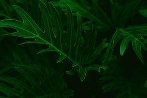 perfeito natural verde folha padronizar. fundo do exótico Sombrio verde tropical folhas crescendo dentro a floresta tropical. cor do couve. foto