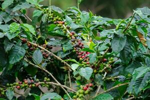 arbustos de café amadurecem nas montanhas da tailândia, prontos para serem colhidos com cerejas de café verdes e vermelhas. grãos de café arábica amadurecendo na árvore na plantação de café orgânico. foto