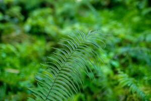 lindo samambaia folha textura dentro natureza. samambaia plantas dentro floresta. verde samambaia fundo. natural fundo conceito. foto